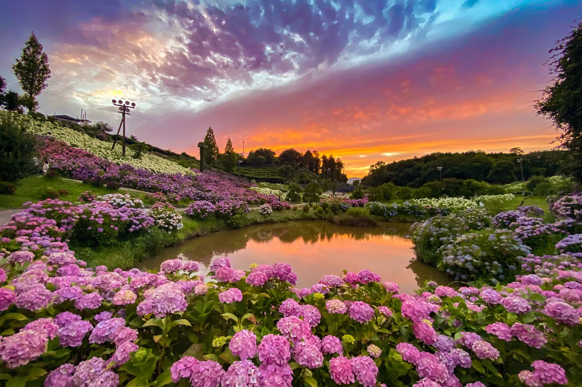 かざはやの里 紫陽花まつりの絶景
