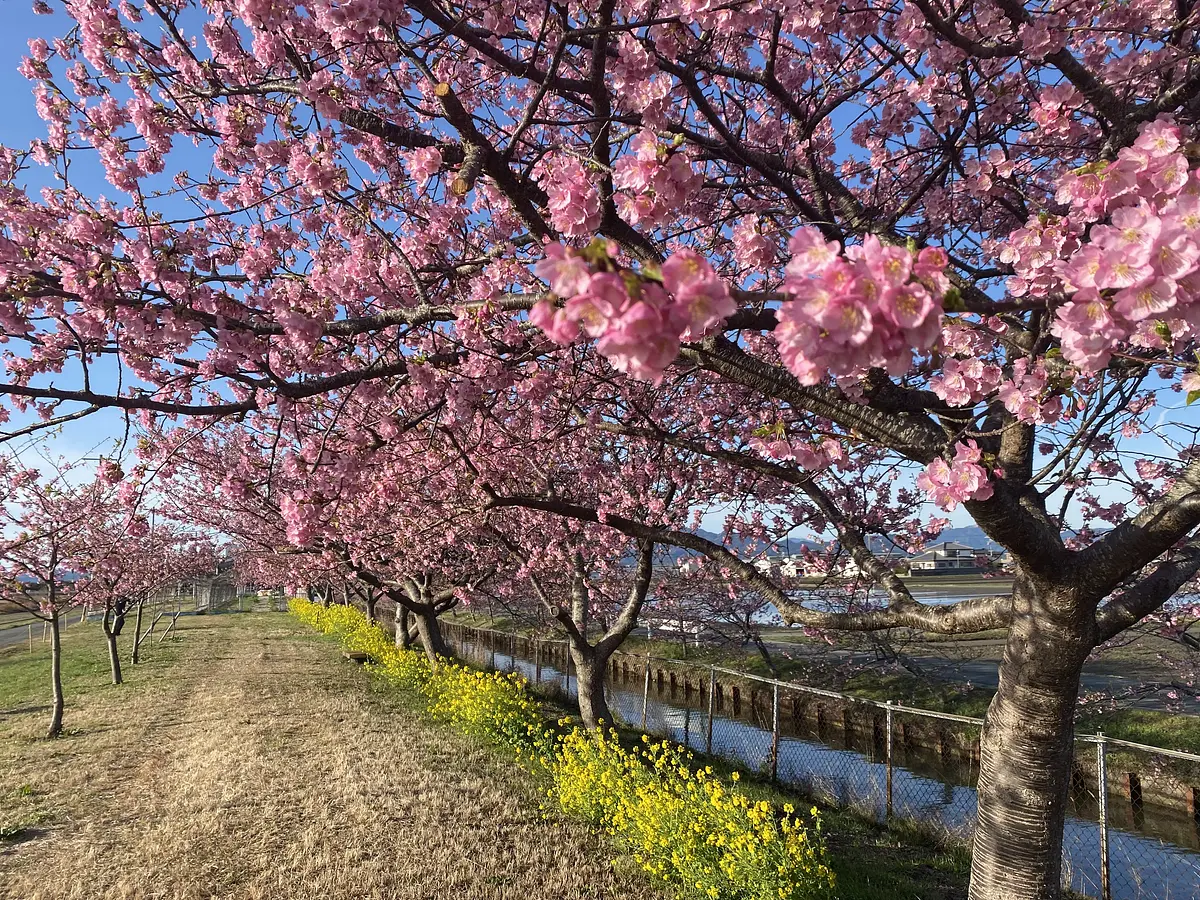 河津桜 古木花目付き 河津桜 古木花目付き