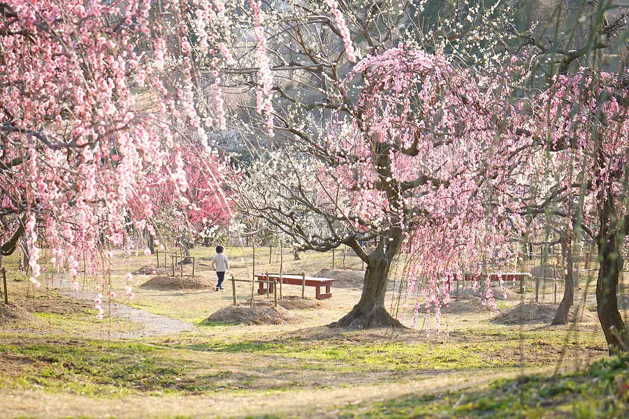 Kazahaya no Sato weeping plum