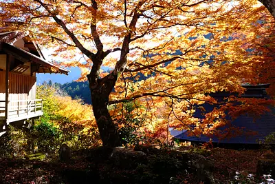 天開山泰運寺の紅葉（1）