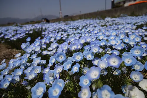 Parc Toincho Chubu Nemophila