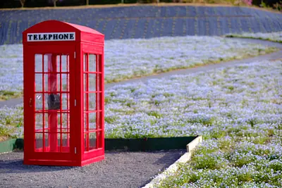 志摩市観光農園のネモフィラ（1）