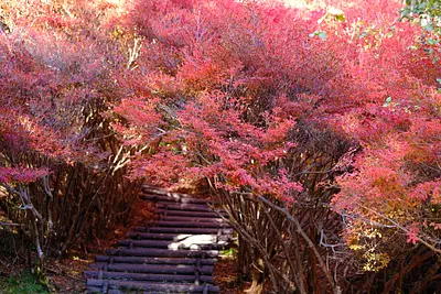 丸山公園のドウダンツツジ（1）
