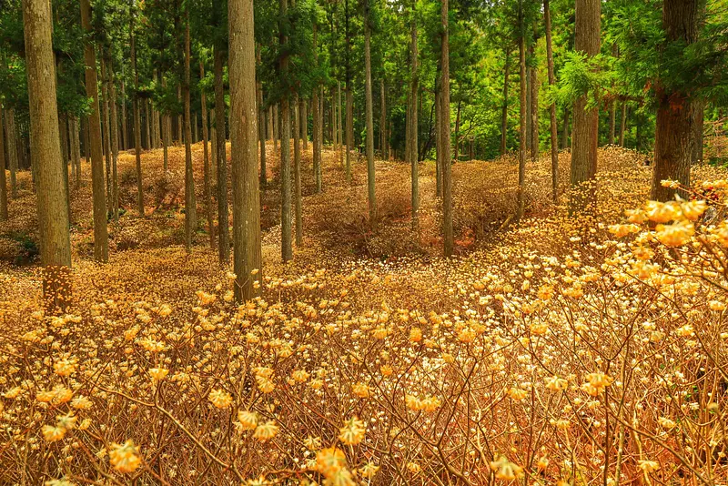 偕樂公園春祭