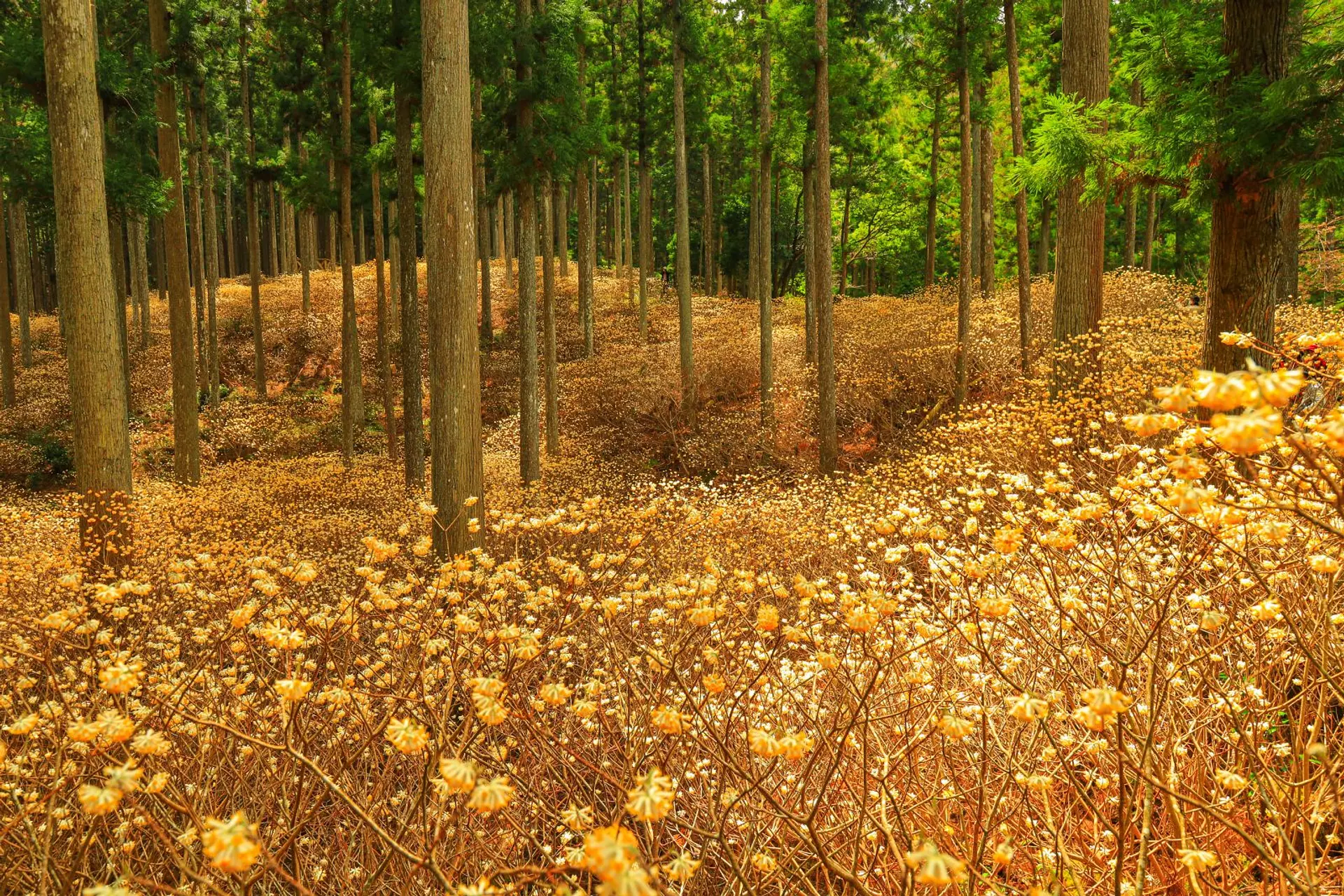 偕楽公園春まつり