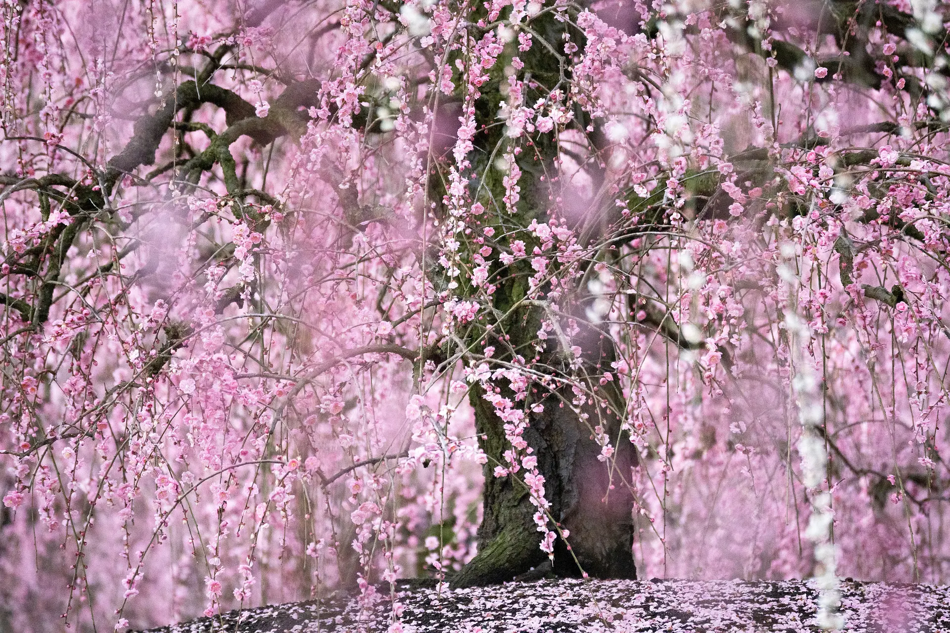 鈴鹿の森庭園　しだれ梅