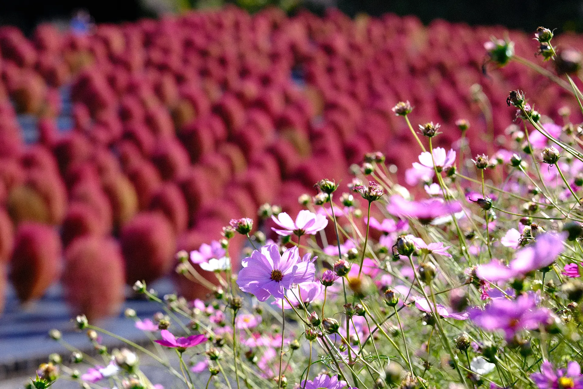 志摩市観光農園のコキアとコスモス