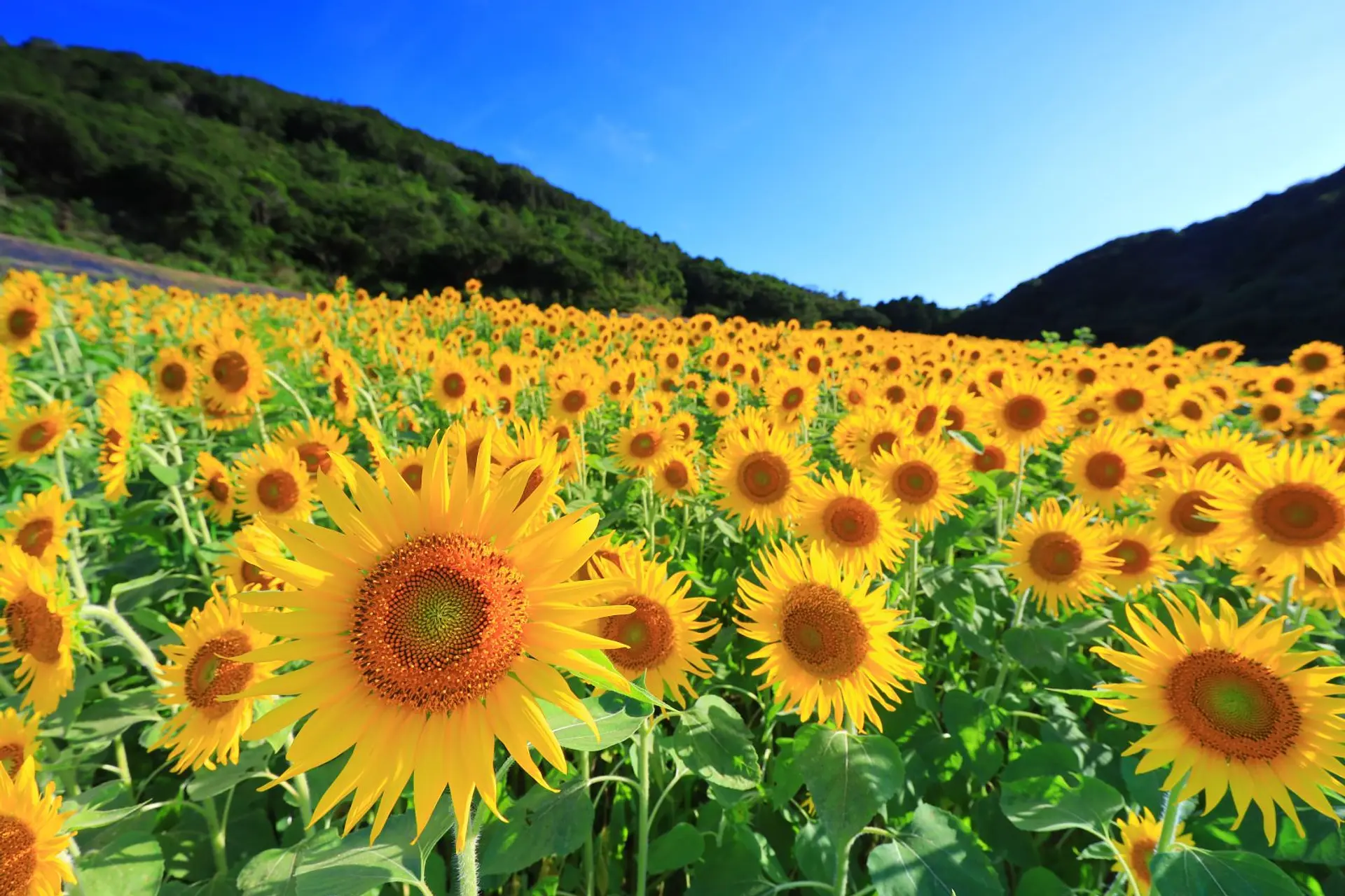 志摩市観光農園のひまわり畑