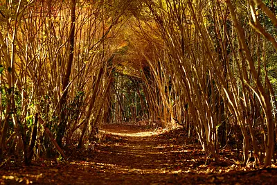 丸山公園のドウダンツツジ（2）