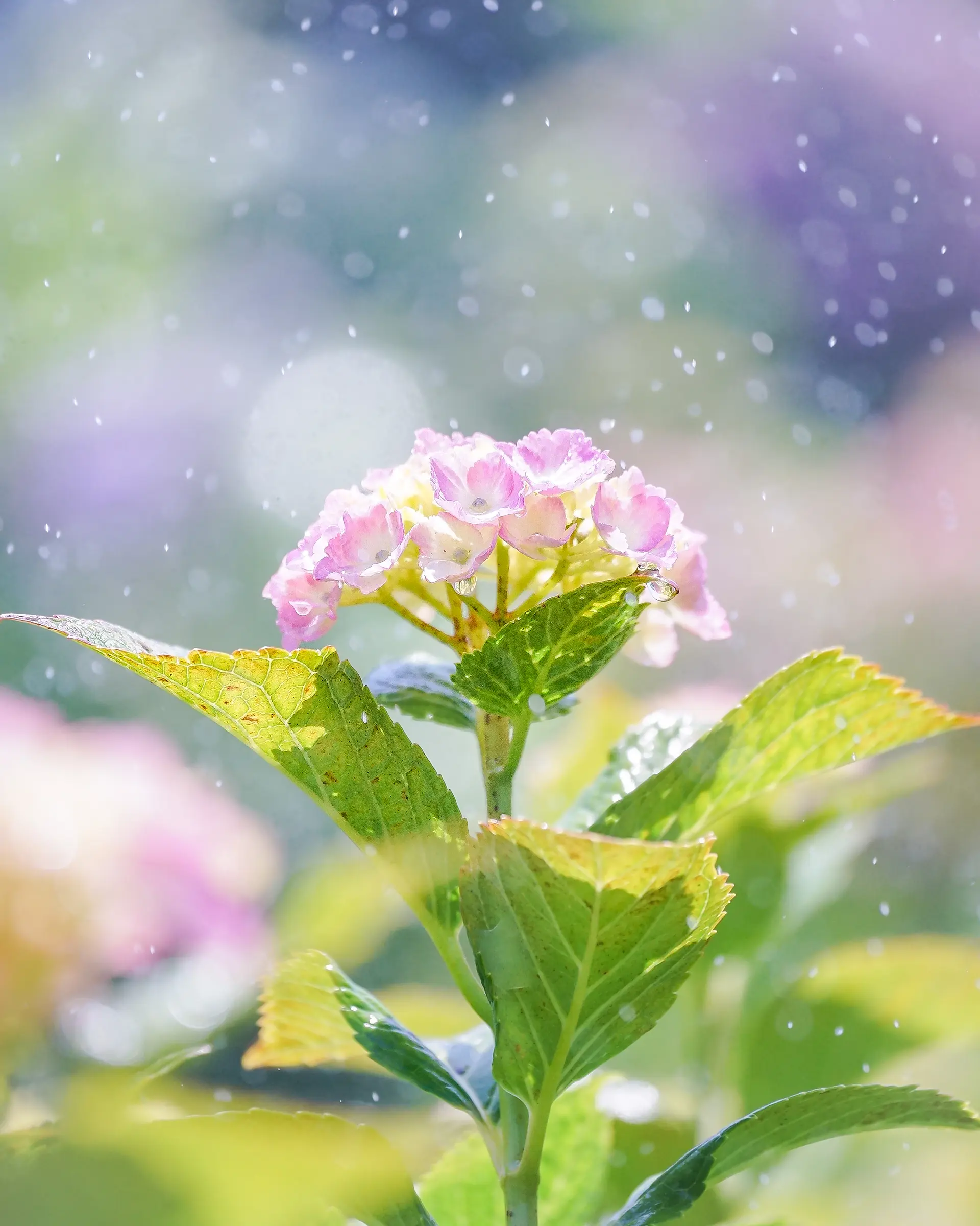 スプリンクラーの水滴を浴びる紫陽花