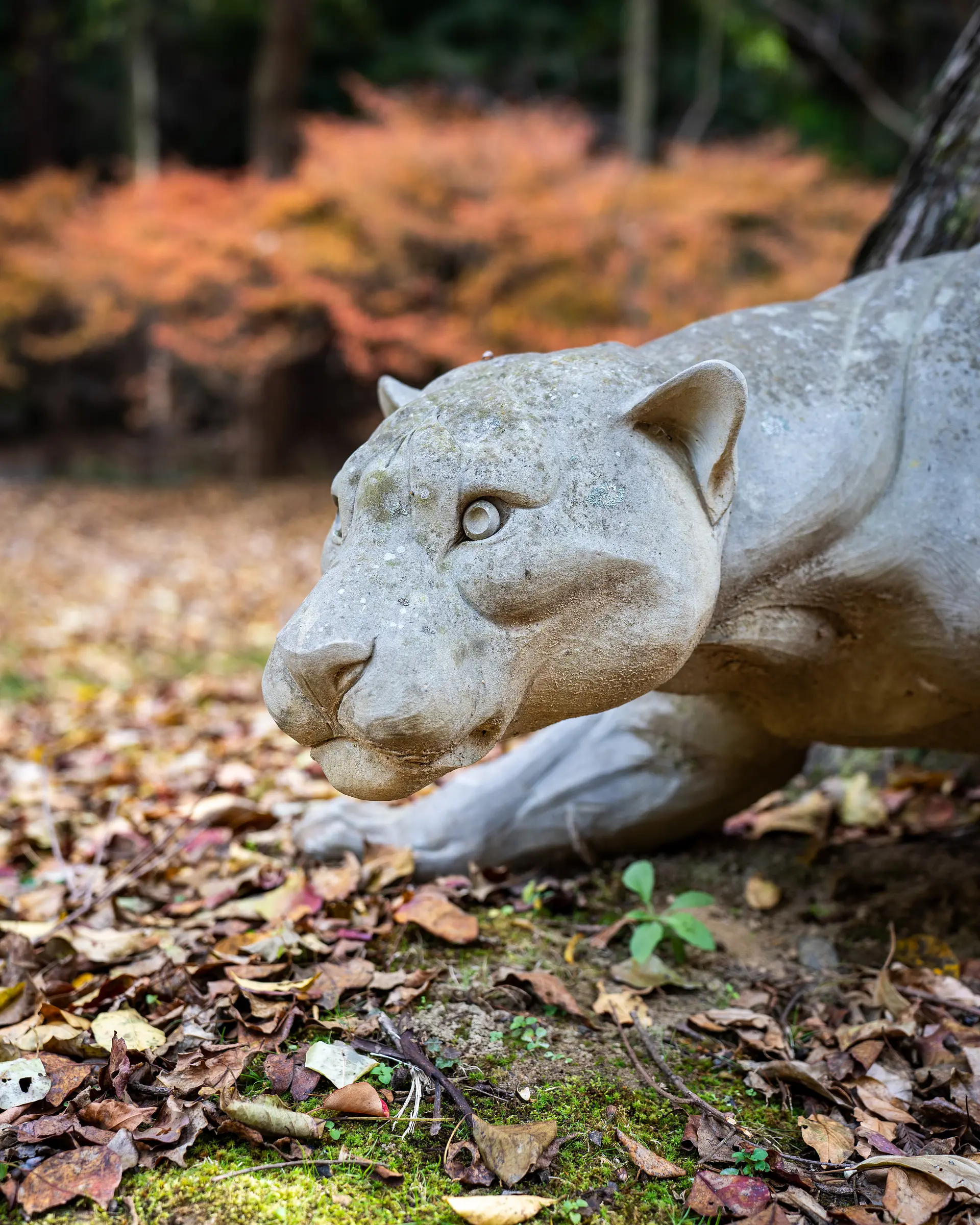 ドウダンツツジ