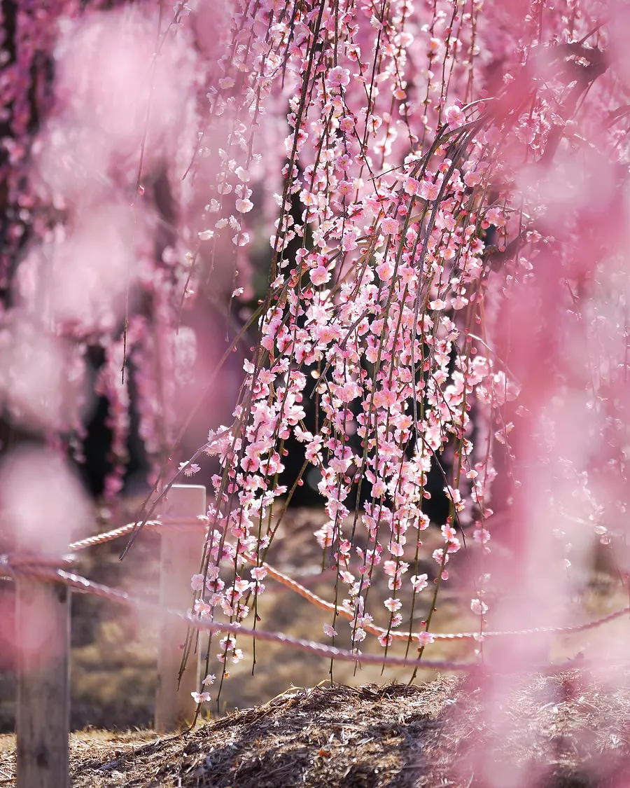 梅花花園