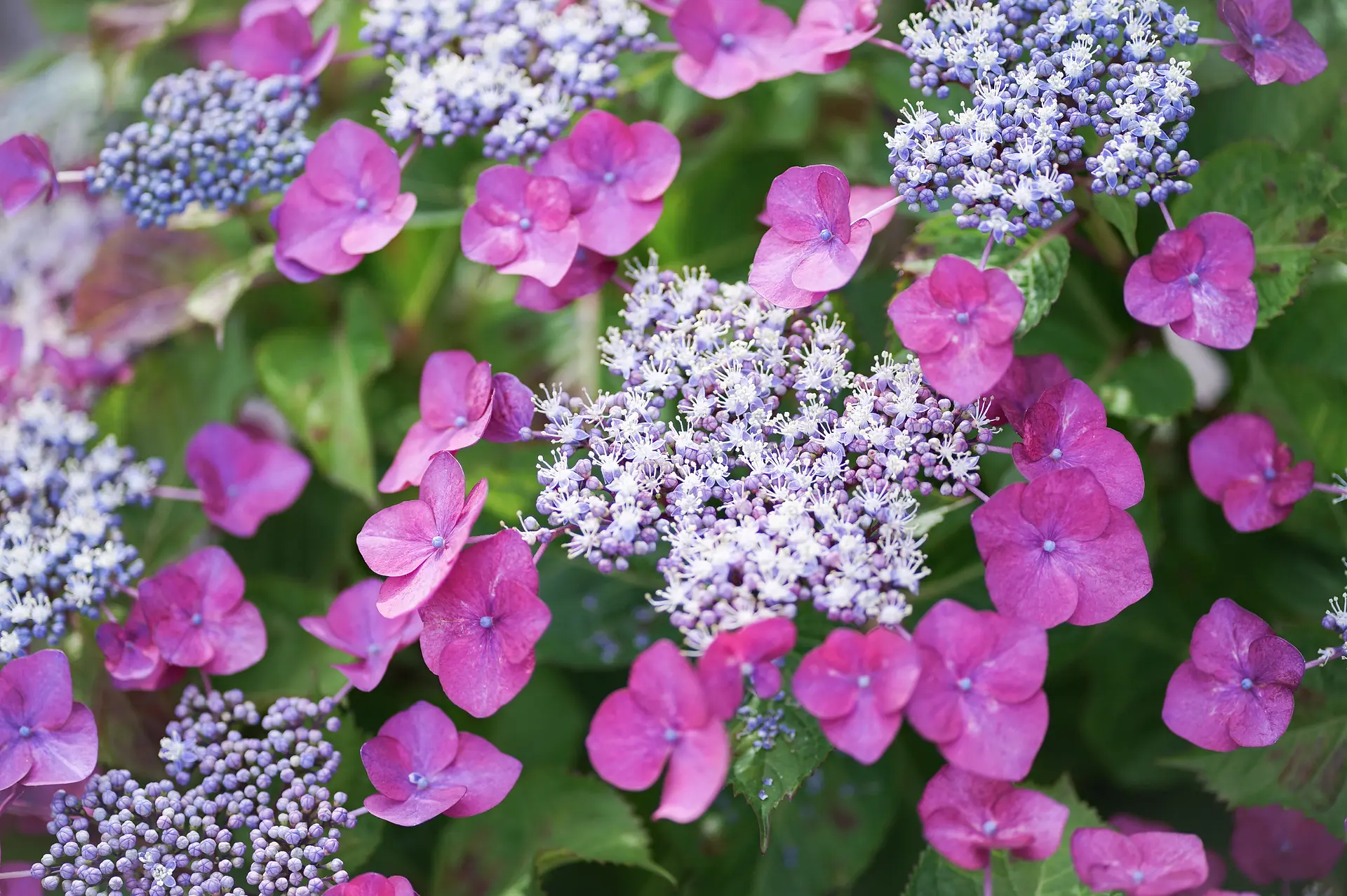 赤塚アジサイガーデンのダンスパーティー