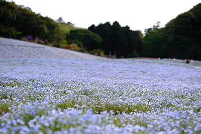 志摩市観光農園のネモフィラ（3）