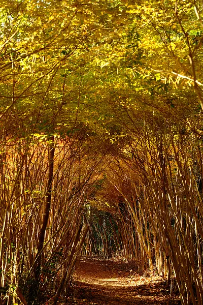 丸山公園のドウダンツツジ（3）