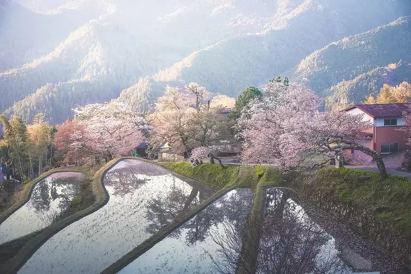 Mitaki cherry blossoms