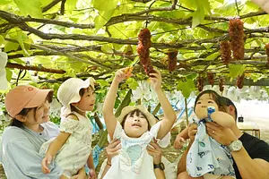 青蓮寺湖観光村　ぶどう狩り