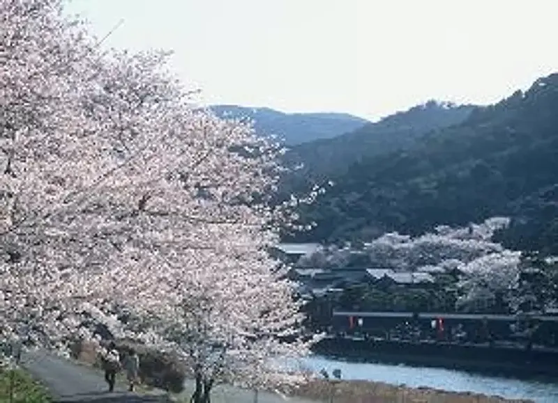 Cerezos en flor del río Isuzu (ciudad de Ise)