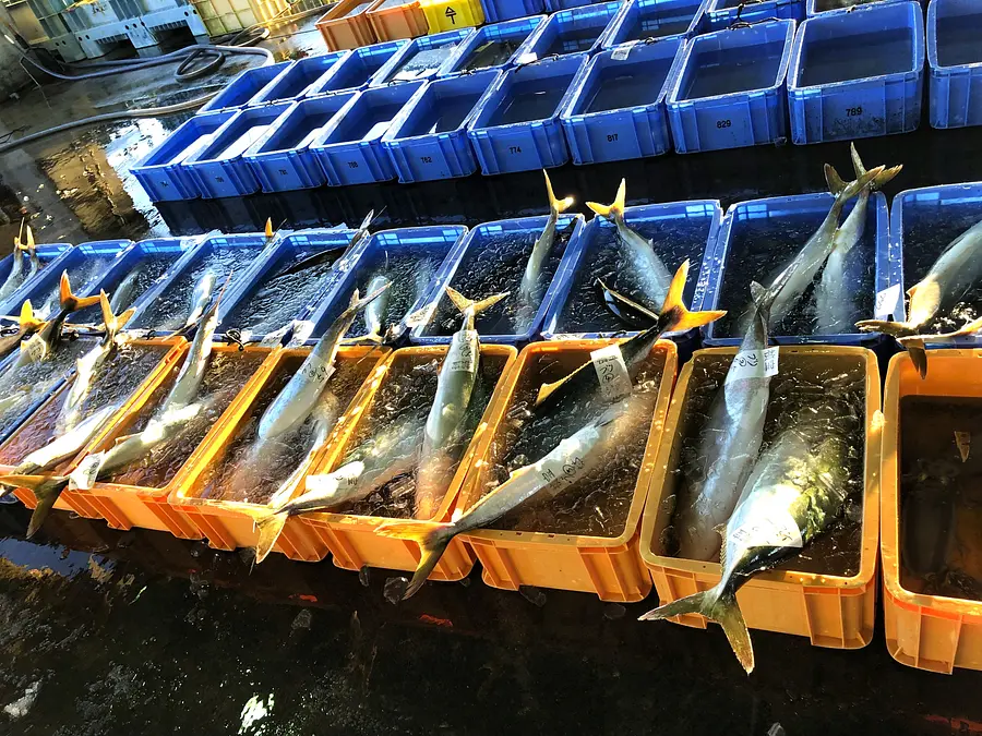 波切漁港でのせり体験