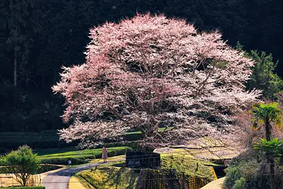 Fleurs de cerisier à l&#39;encre claire de Takehara