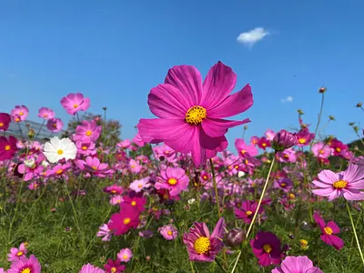 志摩市観光農園のコスモス