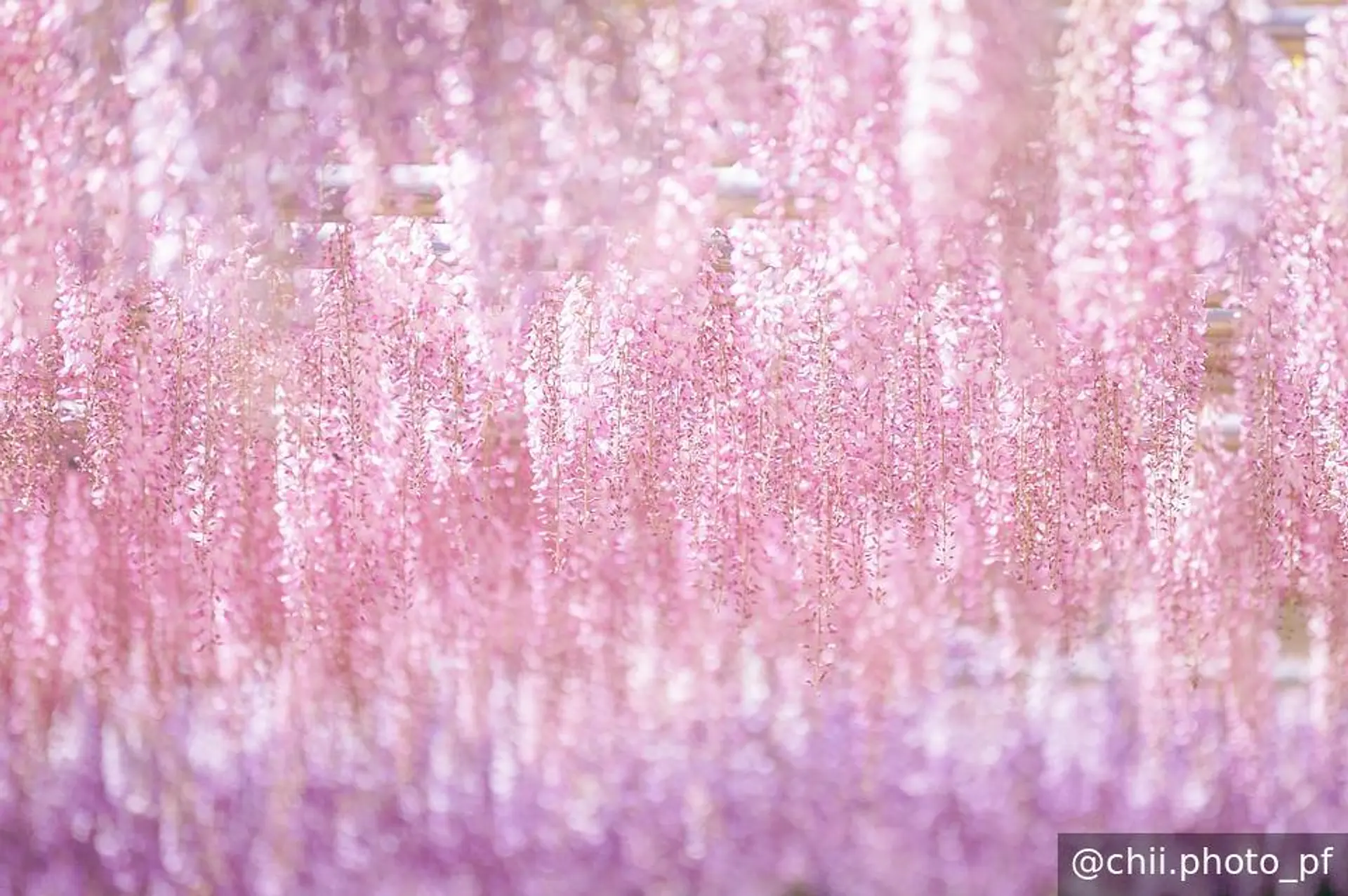 オーロラのような藤のカーテン