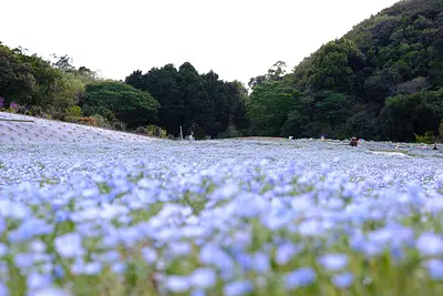 志摩市観光農園のネモフィラ（5）