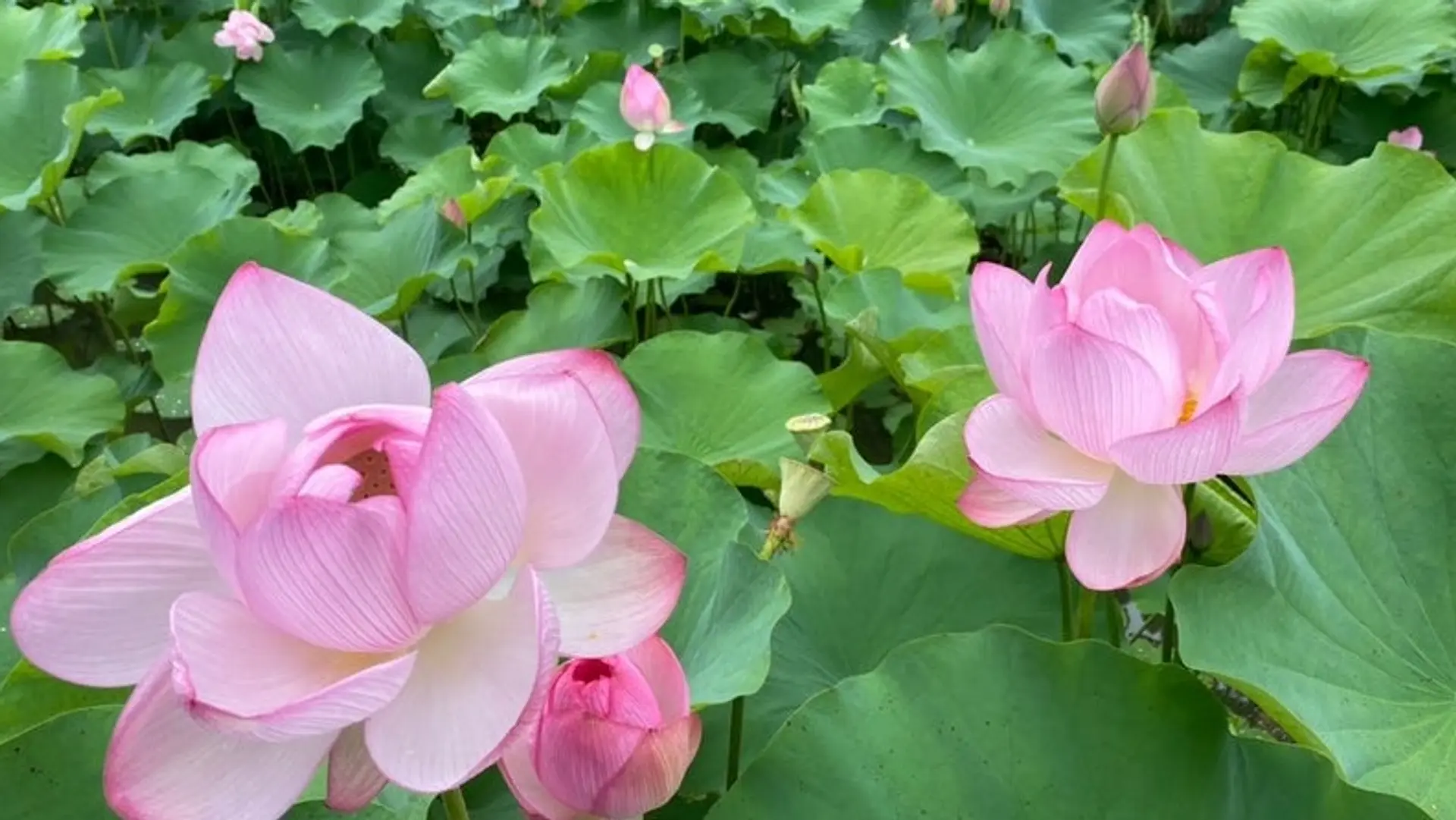 三重県蓮の名所