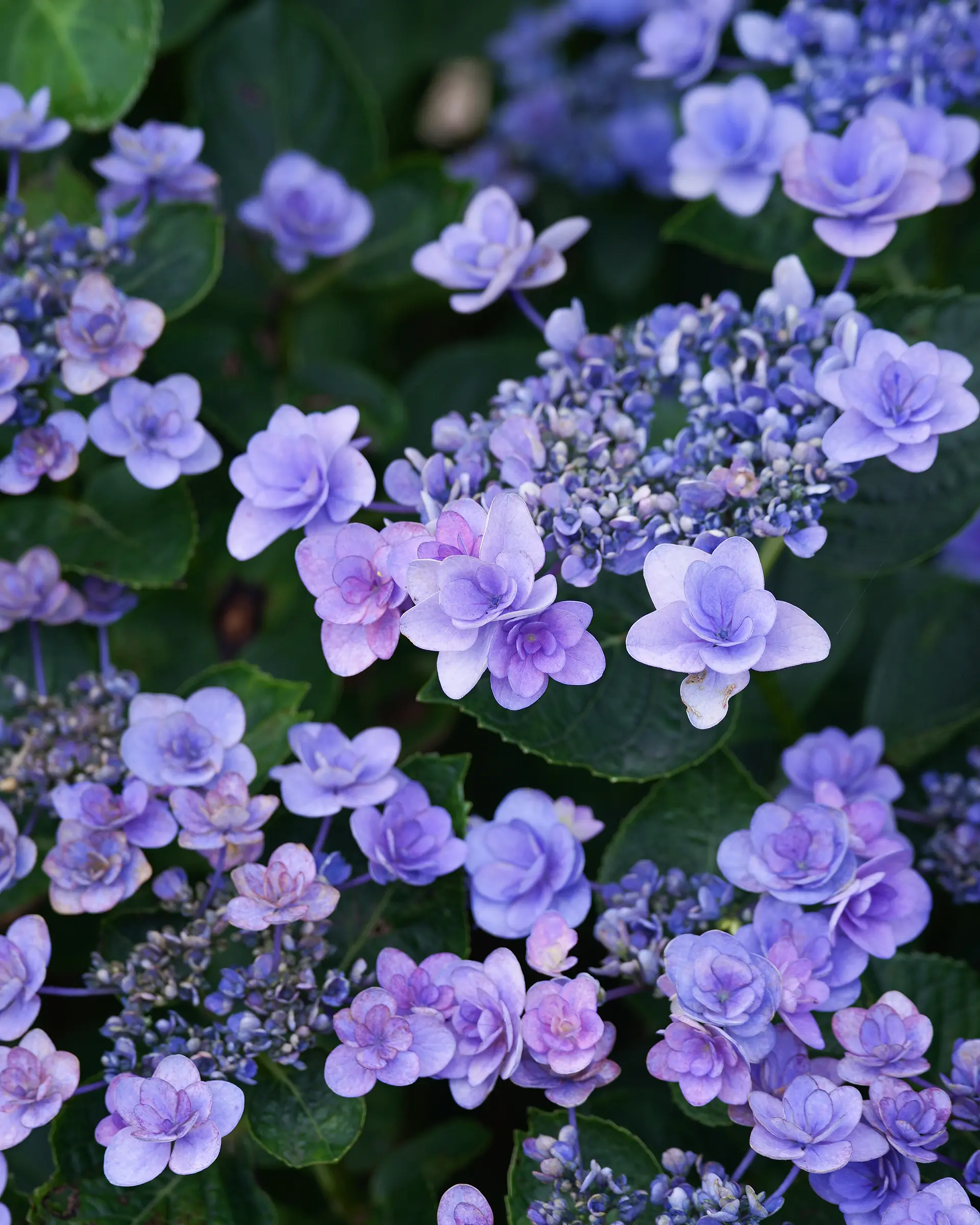 赤塚アジサイガーデン