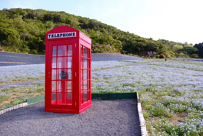 志摩市観光農園のネモフィラ（6）