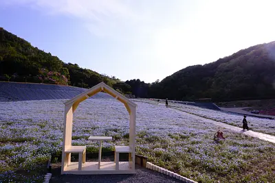 志摩市観光農園のネモフィラ（7）