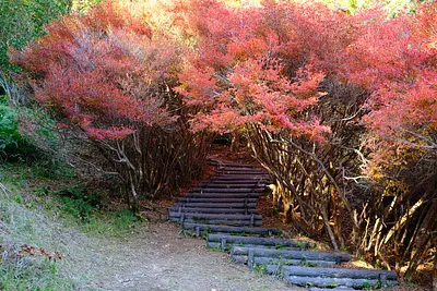 丸山公園のドウダンツツジ（7）