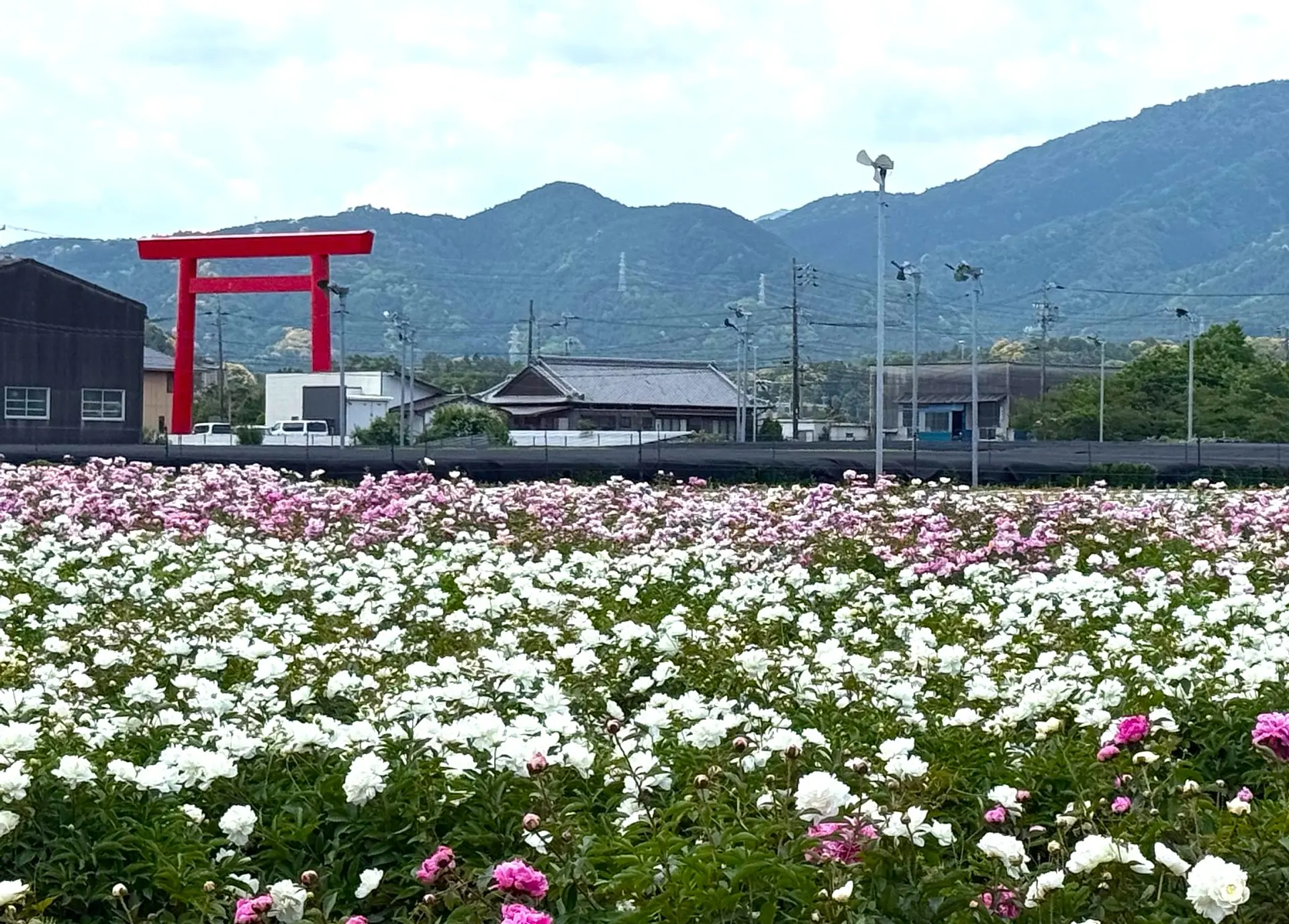 日本最大級のシャクヤク畑が見頃！約20万本の芍薬が見事な鈴鹿