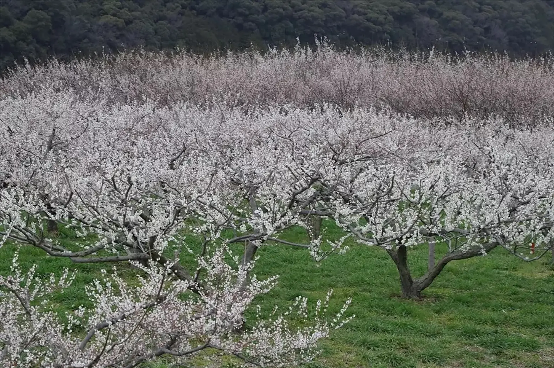 三重県の梅の名所をご紹介 2024年版