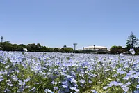 花ひろば・なばなの里（春）