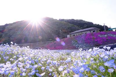 志摩市観光農園のネモフィラ（8）