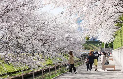 見頃の時期のみの期間限定公開