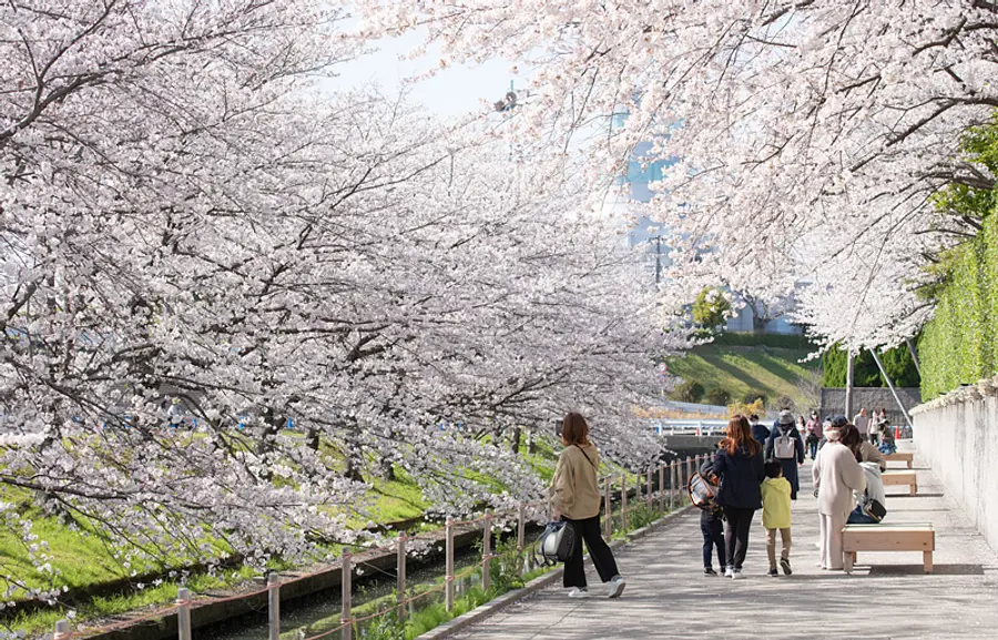 見頃の時期のみの期間限定公開