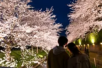 見頃になるとライトアップも