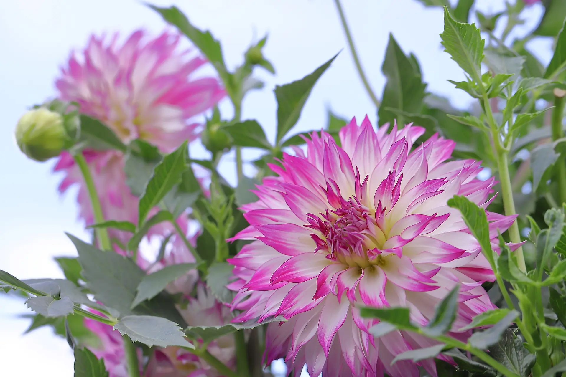 ダリアの種類は？