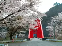 青蓮寺湖畔の桜【花】