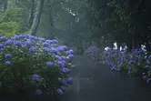 ¡Un lugar escénico escondido! Hermosas hortensias en MiyaRíoWataraiParque