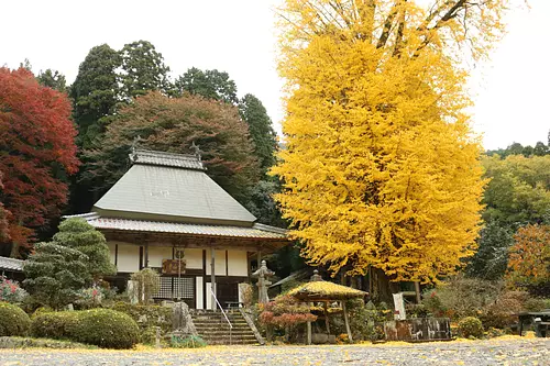 霊山寺のオハツキイチョウ