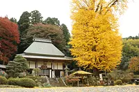Ohatsuki ginkgo at Reizanji Temple