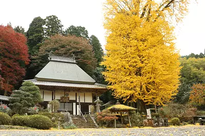 霊山寺のオハツキイチョウ