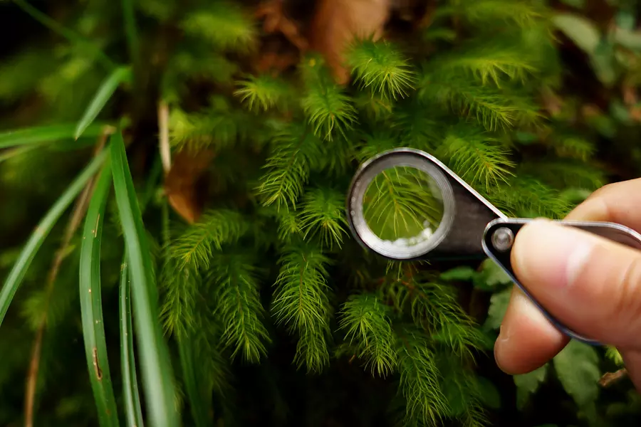 赤目渓谷・ガイドと歩く苔さんぽ