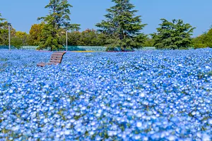 Nabana no Sato Nemophila - Découvrez un monde bleu fantastique à perte de vue -