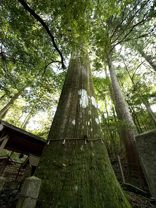 Large cedar in Osugidani