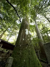 ต้นซีดาร์ขนาดใหญ่ใน Osugidani