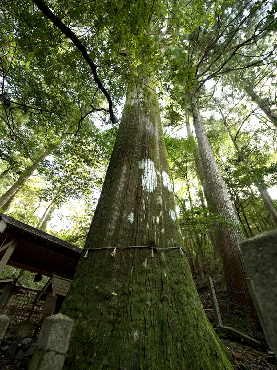 ต้นซีดาร์ขนาดใหญ่ใน Osugidani